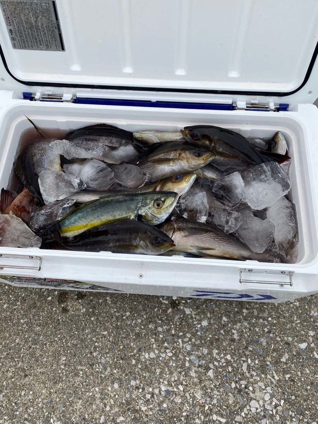 シマアジ・イサキ