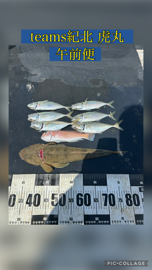 アジ(マアジ)・シロアマダイ・コチ(マゴチ)