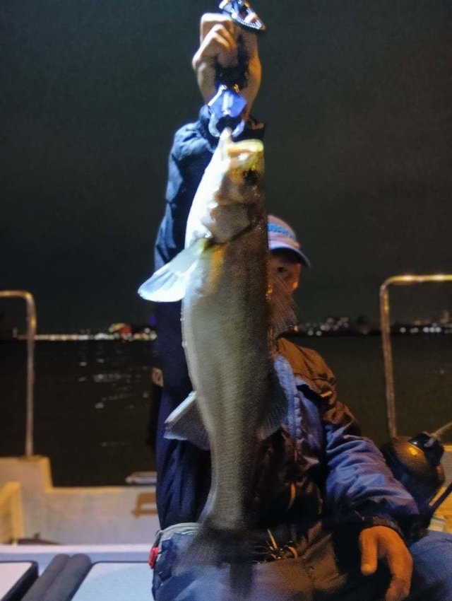 シーバス(スズキ)