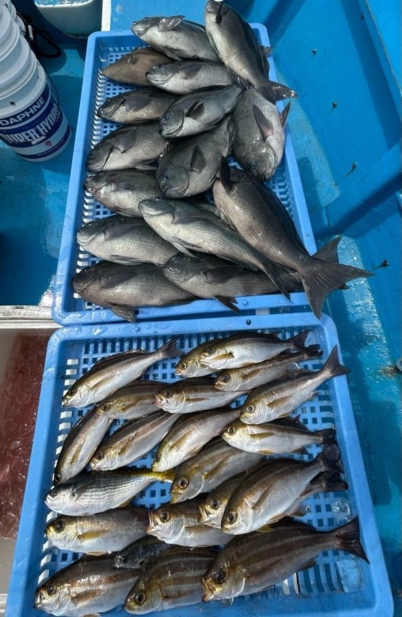 メジナ・タカベ・イサキ