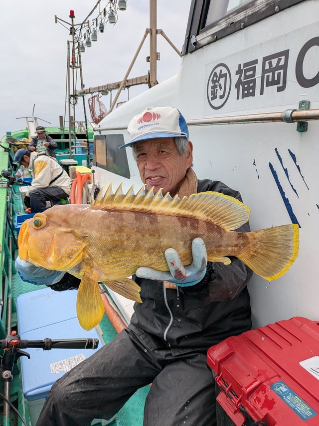 アオナ(アオハタ)