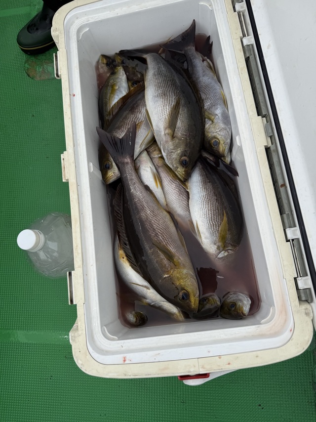 イサギ(イサキ)