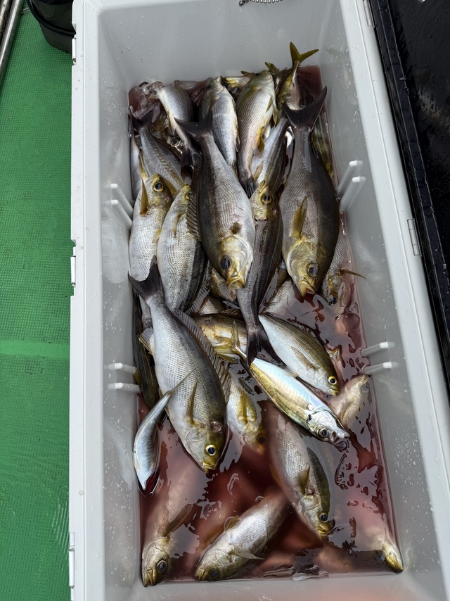 イサギ(イサキ)