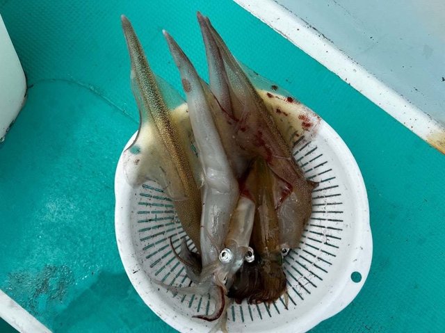 マルイカ(ケンサキイカ)・ヤリイカ