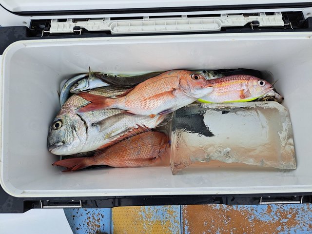 タイ(マダイ)・ヘダイ