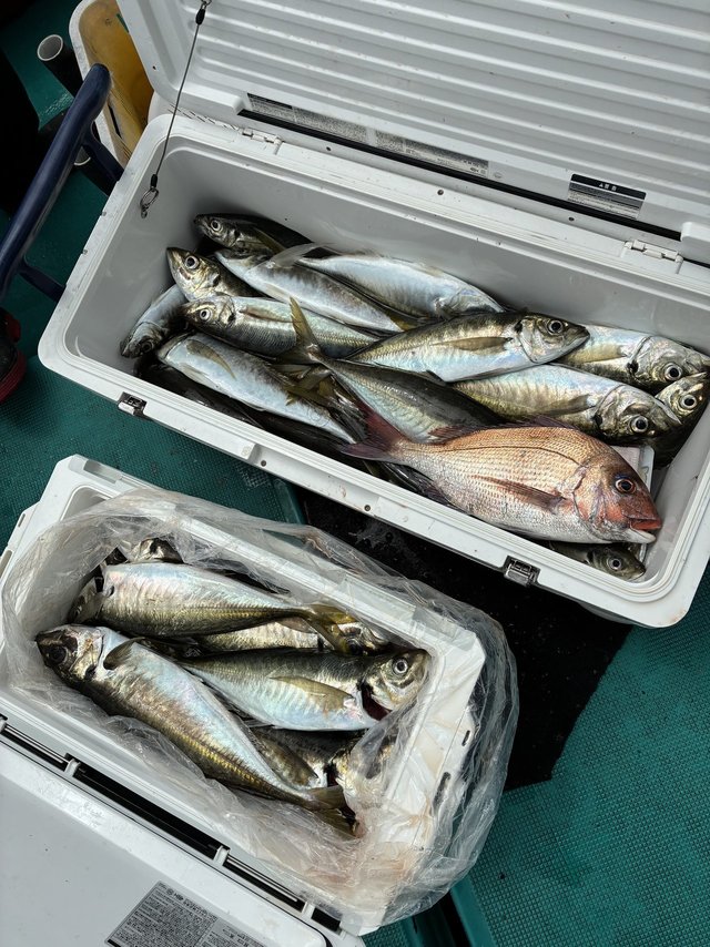 マダイ・マアジ