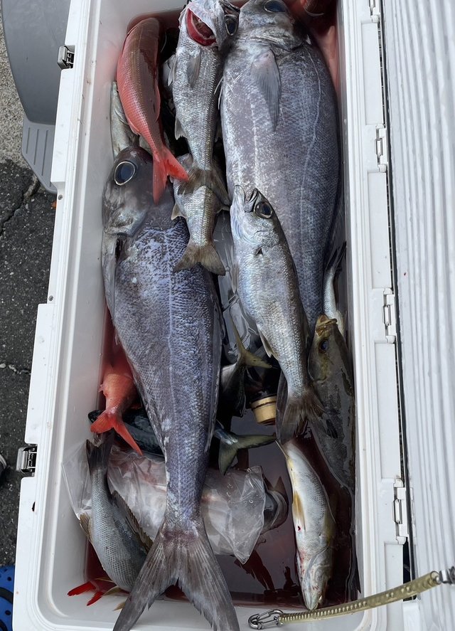 イサキ・クロムツ・メダイ・ハチビキ