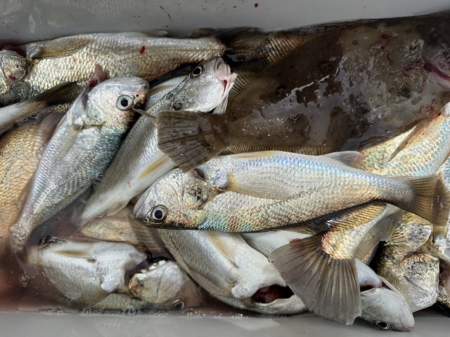 イシモチ(シログチ)