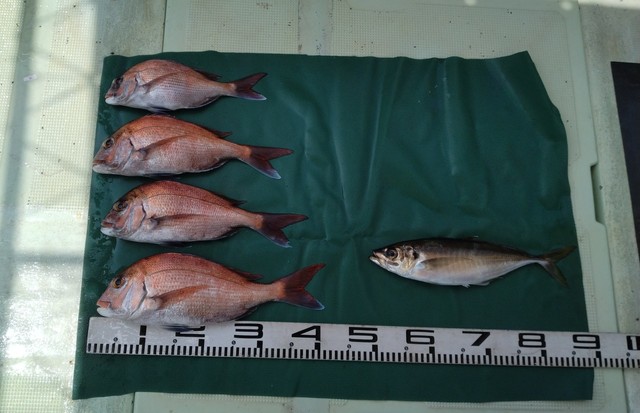 マダイ・マアジ