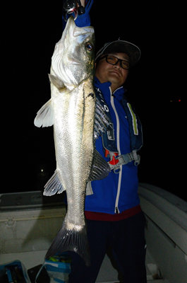 シーバス(スズキ)