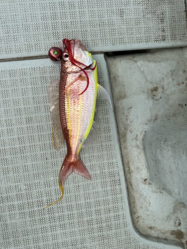 イトヨリ(イトヨリダイ)