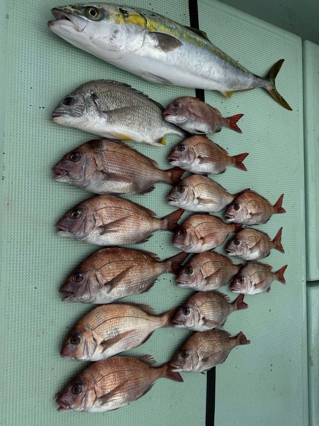 マダイ・クロダイ・ブリ