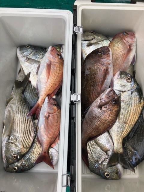 マダイ・シロダイ