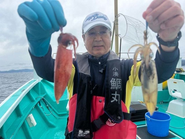 マルイカ(ケンサキイカ)