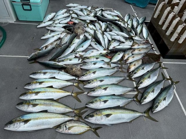 ハマチ(ブリ)・マトウダイ