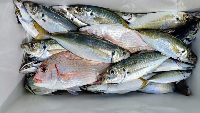 チダイ・アジ(マアジ)