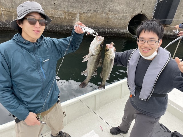 シーバス(スズキ)