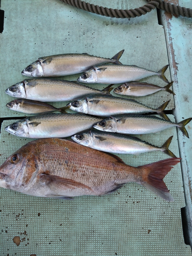タイ(マダイ)・アジ(マアジ)・サバ(マサバ)