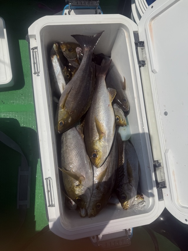 イサギ(イサキ)