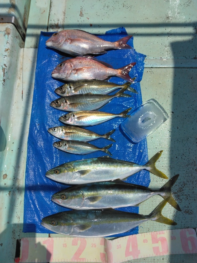 マダイ・マアジ・ツバス(ブリ)