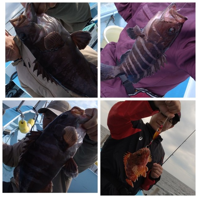 カサゴ・ハタ(マハタ)