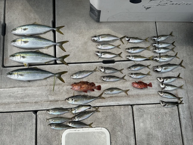 アジ(マアジ)・ハマチ(ブリ)・ガシラ(カサゴ)