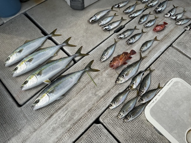 アジ(マアジ)・ハマチ(ブリ)・ガシラ(カサゴ)