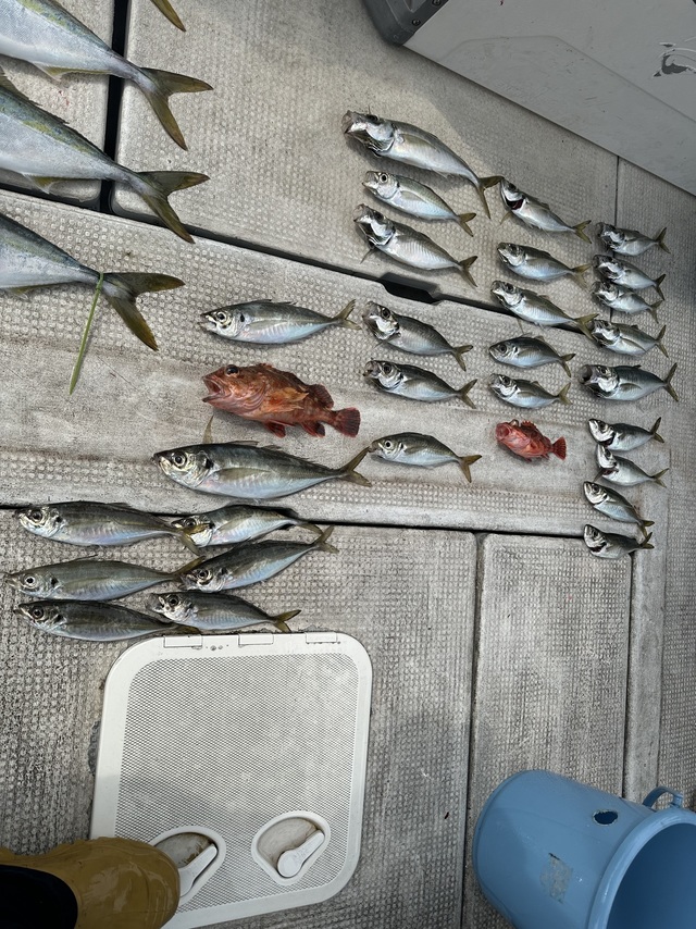 アジ(マアジ)・ハマチ(ブリ)・ガシラ(カサゴ)