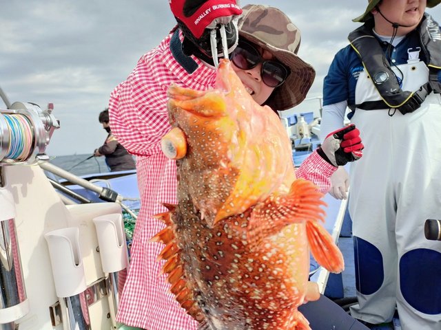 カンコ(ウッカリカサゴ)