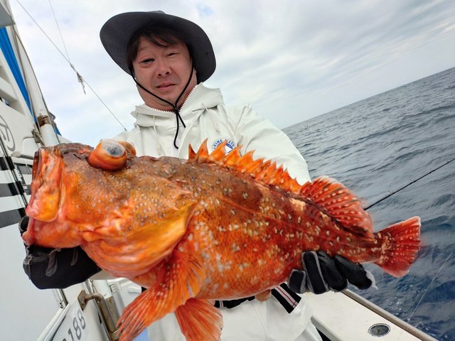 カンコ(ウッカリカサゴ)