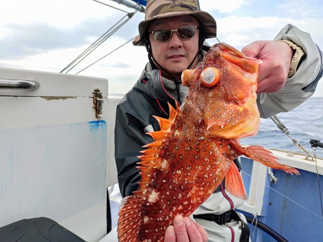 カンコ(ウッカリカサゴ)