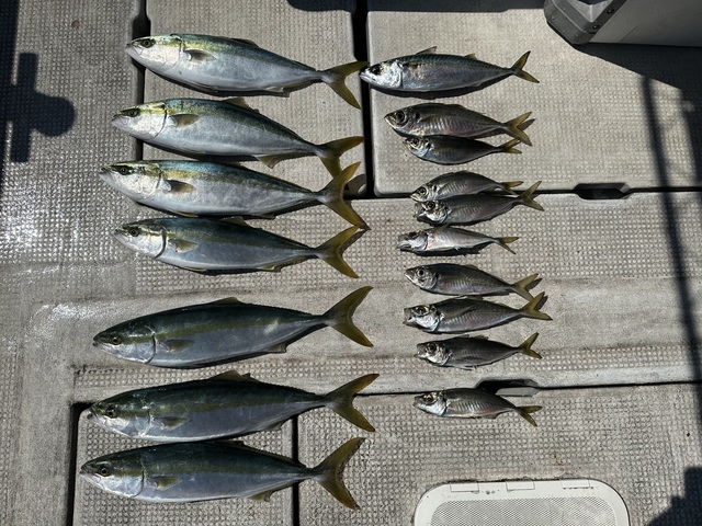 アジ(マアジ)・ハマチ(ブリ)・マサバ