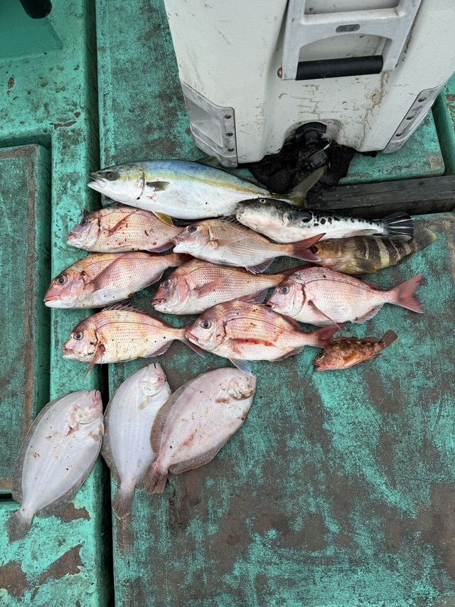 タイ(マダイ)・アオハタ・イナダ(ブリ)・ガンゾウヒラメ(ガンゾウビラメ)・トラフグ