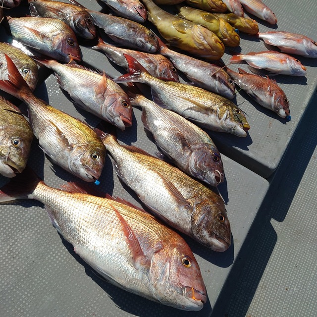 マダイ・アオナ(アオハタ)