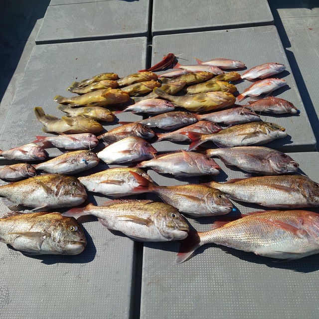 マダイ・アオナ(アオハタ)