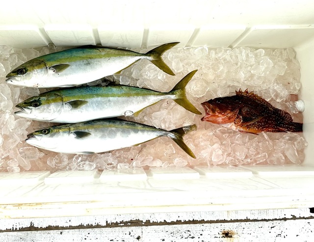 イナダ(ブリ)・カサゴ