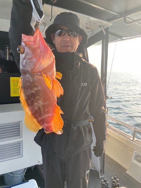 アコウ(キジハタ)