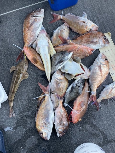 マダイ・チヌ(クロダイ)・アコウ(キジハタ)・マゴチ