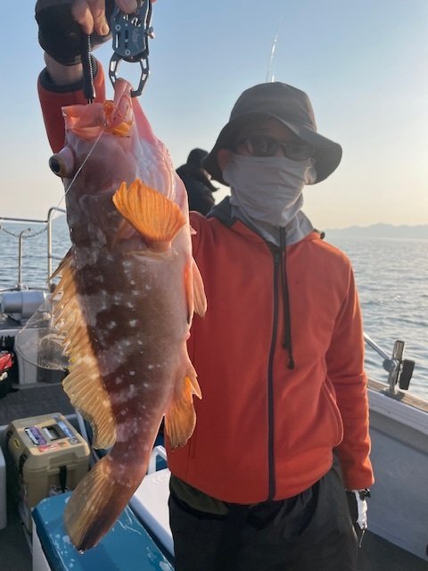 アコウ(キジハタ)