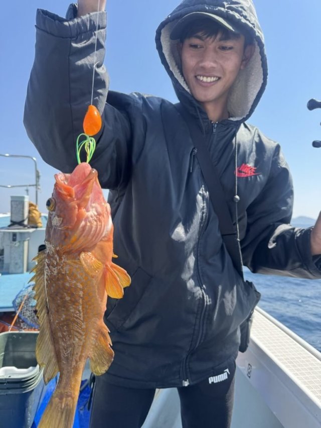 アコウ(キジハタ)