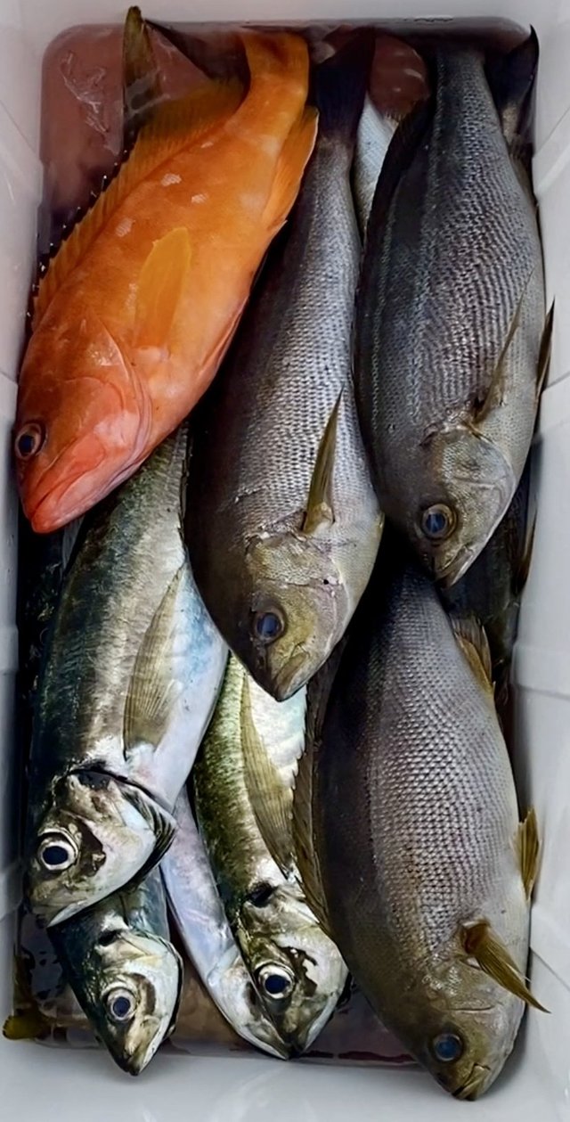 アジ(マアジ)・イサキ