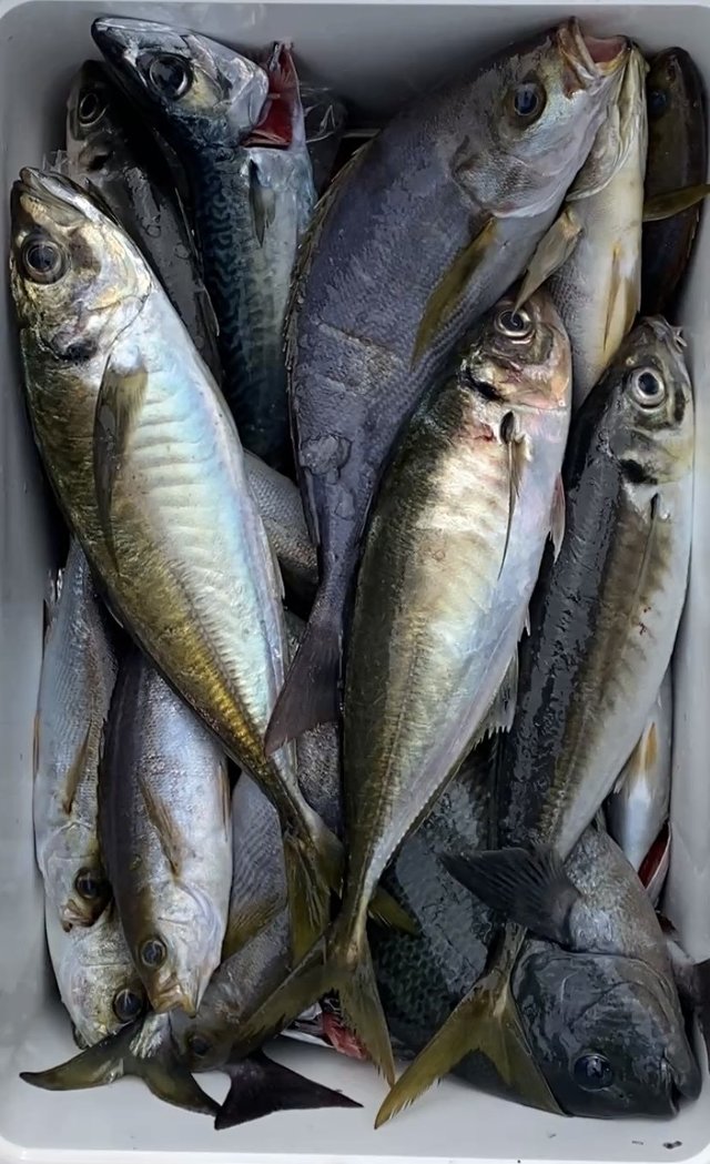 メジナ・アジ(マアジ)・イサキ