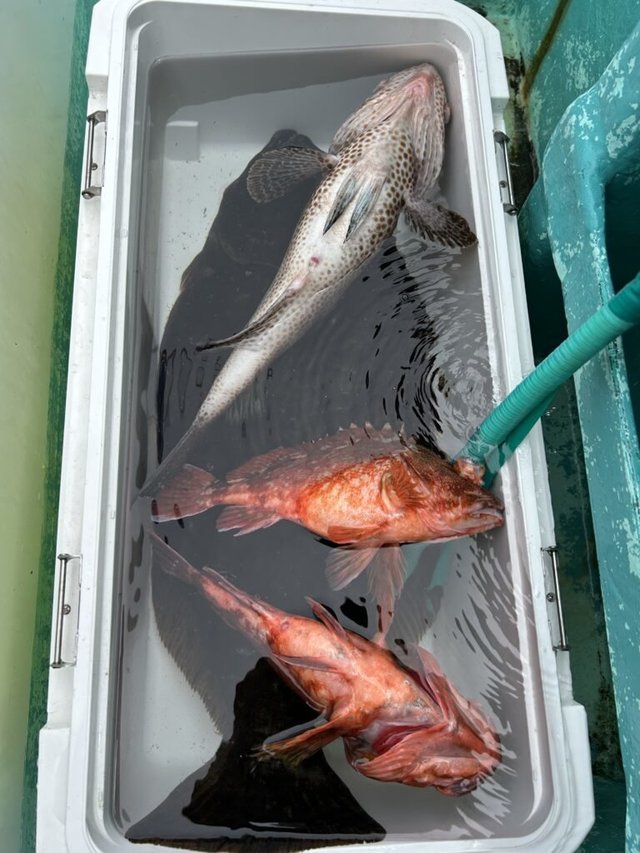 オオモンハタ・カンコ(ウッカリカサゴ)・ヒラメ