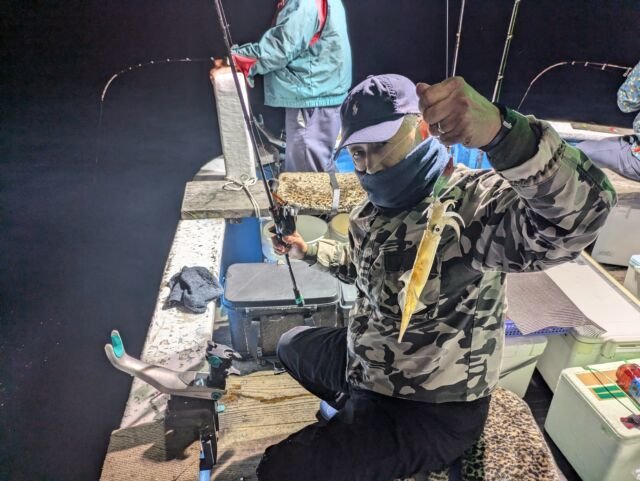 マイカ(ケンサキイカ)