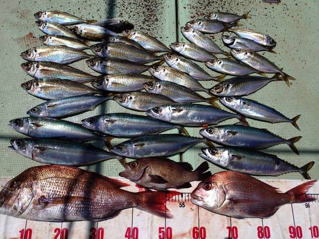 タイ(マダイ)・マサバ