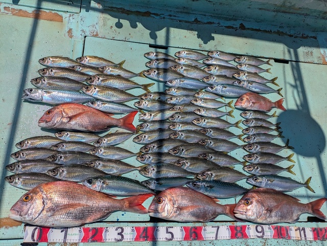 タイ(マダイ)・マサバ