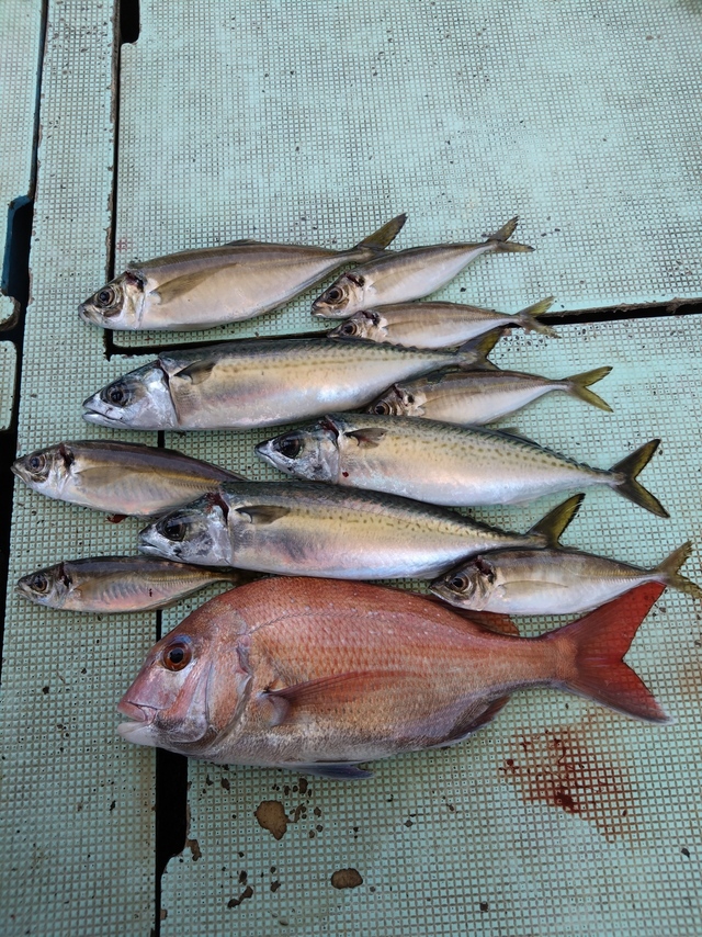 タイ(マダイ)・アジ(マアジ)・サバ(マサバ)
