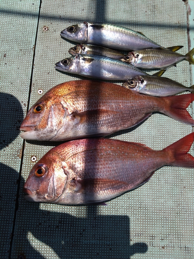 タイ(マダイ)・アジ(マアジ)・サバ(マサバ)