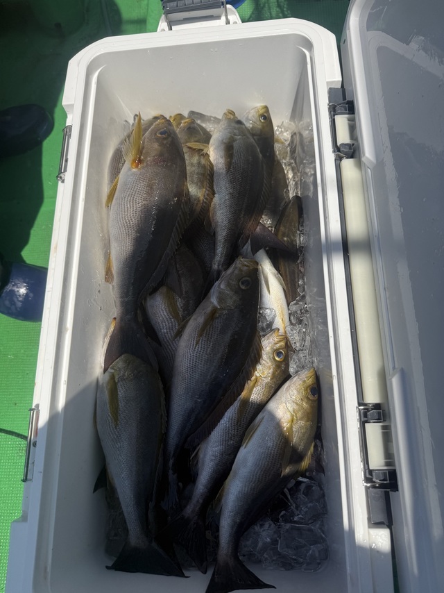 イサギ(イサキ)