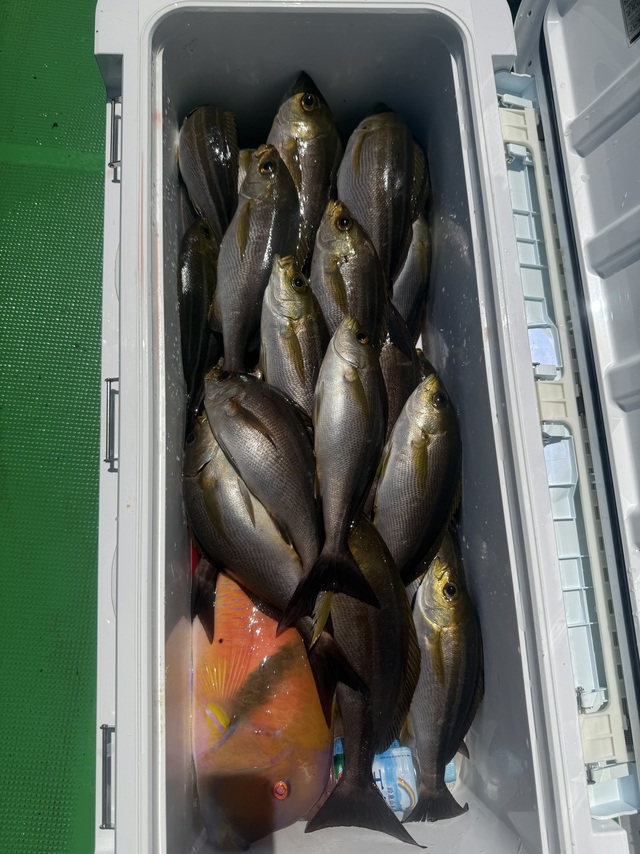 イサギ(イサキ)